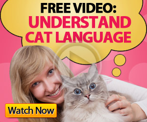 Cat Language Bible